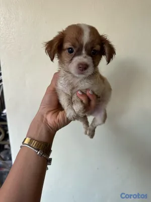 animales y mascotas - CHIHUAHUA MARIPOSA  7
