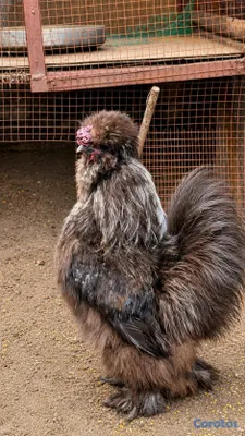 animales y mascotas - Sedosas Línea Americana Disponibles  15