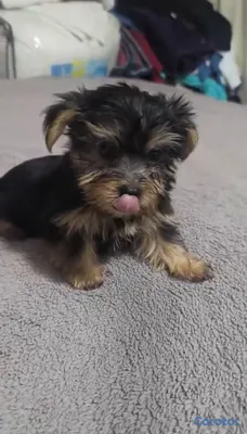 animales y mascotas - Especial de cachorro yorkie hembra en santo doming 2