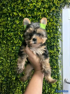 animales y mascotas - hermosos cachorritos Yorshire toy 2