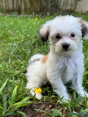 animales y mascotas - Cachorra  Shipoo hermosa y agradable temperamento 3