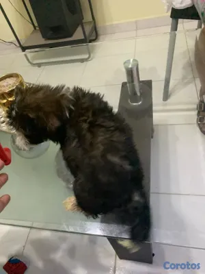 animales y mascotas - Hermosas Cachorras Shipoo, ( HEMBRAS ) madre Shitzoo Padre Shipoo DISPONIBLES, 10