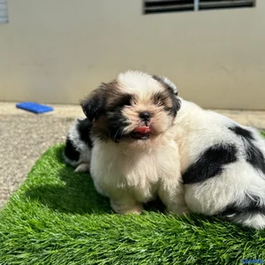 cachorro shipoo