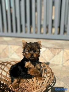 hermosos cachorritos de Yorshire mini 