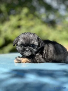 Especial de cachorro shipoo pequeñita hembra en sa