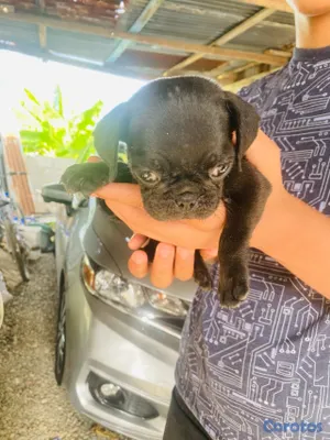 animales y mascotas - pug macho 4