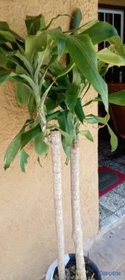 herramientas, jardines y exterior - Planta  3