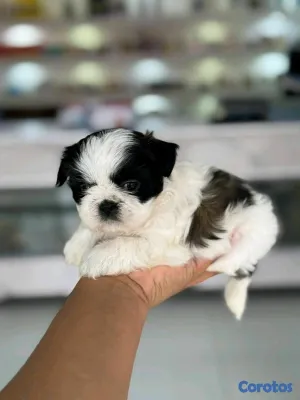 animales y mascotas - hermosos cachorritos shitzu mini 7