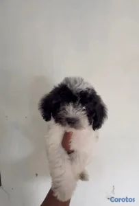 Especial de cachorro maltipoo macho en santo domin