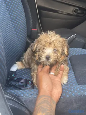 animales y mascotas - Shih-poo 2