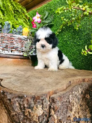 animales y mascotas - Shitpoo de calidad de Shitzu super peludo y pequeños 4