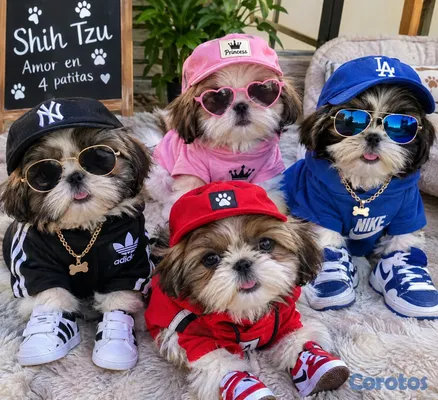 animales y mascotas - camada cachorros shih tzu %100% puro padres presente 9