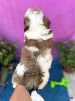 animales y mascotas - hermosos cachorritos shitzu toy 6