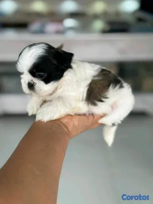 animales y mascotas - hermosos cachorritos shitzu mini 5