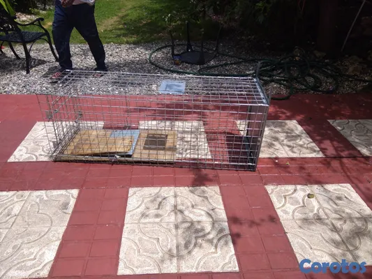 animales y mascotas - TRAMPA para cachorros, gatos, animales salvajes, a 2