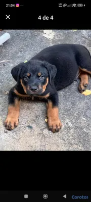 animales y mascotas - Vendo Rottweiler de dos meses  2