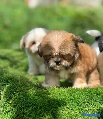 animales y mascotas - hermosos Cachorros Rottwailer ambos sexo 5