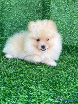 animales y mascotas - hermosos cachorritos pomerania mini  10