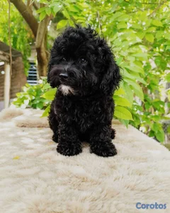 OFERTA CACHORRO POODLE TOY AMBO SEXO UBICADA EN SA