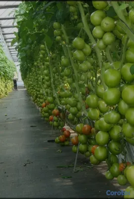 herramientas, jardines y exterior - Fertilizantes Orgánico liquido a campo abierto y I 9