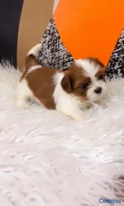 OFERTA CACHORRO SHIPOO MACHO UBICADO EN SANTO DOMINGO Y TIENE SU VACUNAS AL DIA
