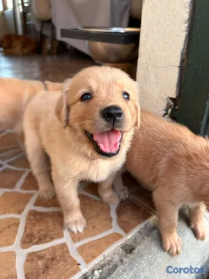 animales y mascotas - Golden Retriver  6
