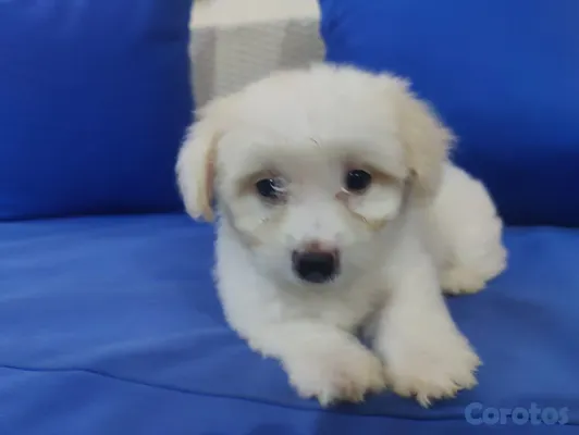 animales y mascotas - hermosos cachorros shihppo shipo chipo poodle puder 9