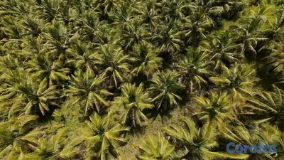 finca de 1200 tareas de coco en nagua  
