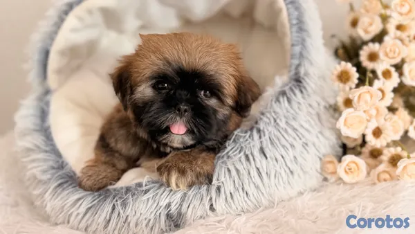 animales y mascotas - Shihtzu dos meses Ambos Sexos  7