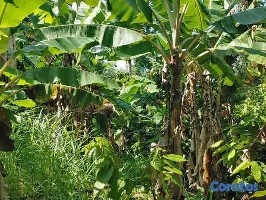 solares y terrenos - Se Vende finca de Cacao en San Fco. De Macoris
 4