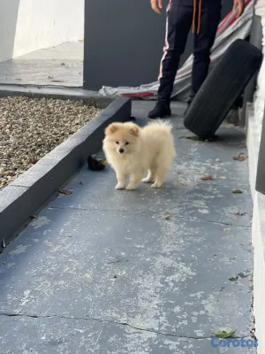 animales y mascotas - Pomerania  2