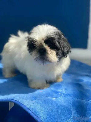 animales y mascotas - hermosos cachorritos de shitzu toy 7