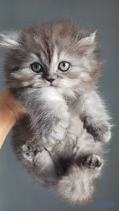 Gatos Persa Himalaya hembras y machos. Cat, pet, m
