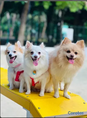 animales y mascotas - Pomerania puros 3
