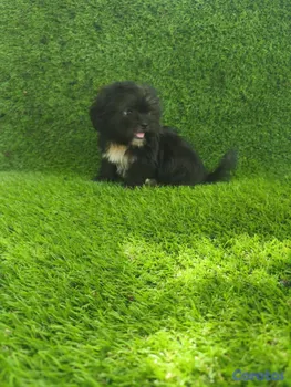 animales y mascotas - Zhipoo hembra 