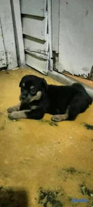 hermosos Cachorros Rottwailer ambos sexo