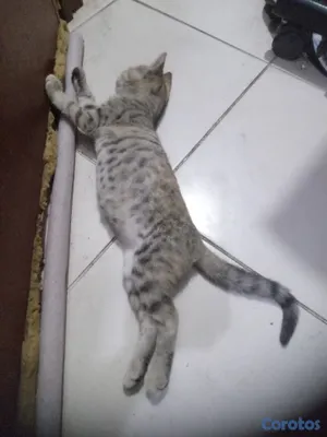 animales y mascotas - Gatita cazadora profesionañ 6
