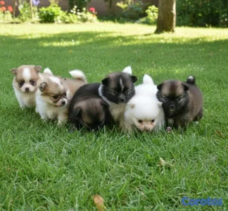 hermosos cachorritos Pomerania mini