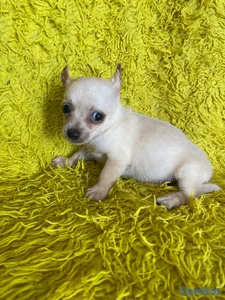 El mozo cachorro chiguagua 