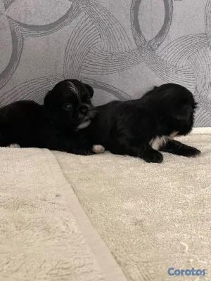 animales y mascotas - Shihtzu ambos sexos 9
