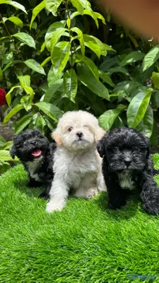 animales y mascotas - Maltipoo 3