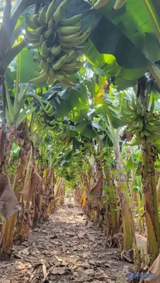 negocios en venta - Busco socios para productos agricultura y criadero 3