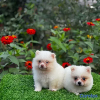 animales y mascotas - Pomerania mini 5