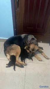 Cachorros pastor alemán 