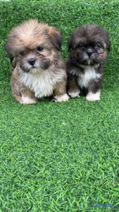 OFERTA CACHORRO SHIPOO AMBOS SEXO UBICADO EN SANTO