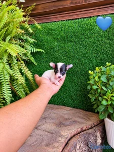 ESPECIAL CACHORRO CHIHUAHAUA HEMBRA Y MACHO EN UBI
