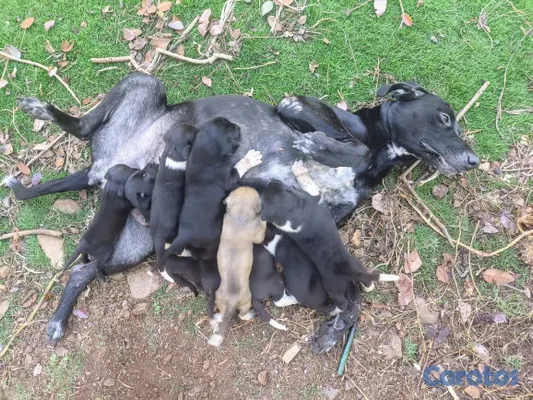 animales y mascotas - Cachorros Mestizos Grandanes con Fila Brasileño +  2