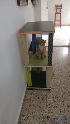animales y mascotas - Área de juego para gatos  3