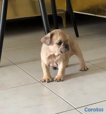 animales y mascotas - OFERTA CACHORRO BULLDOG FRANCES HEMBRA CON PEDIGRI 2