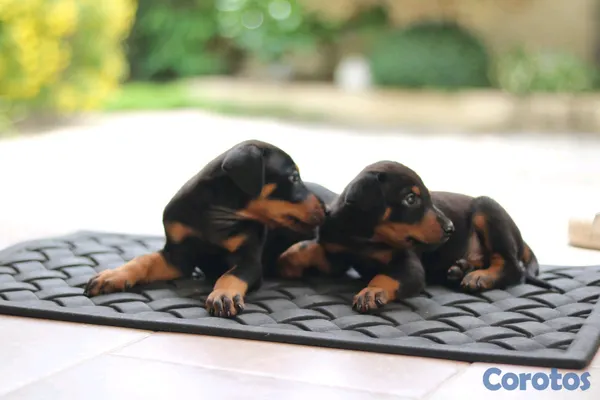 animales y mascotas - DOBERMAN Cachorros Puros 2